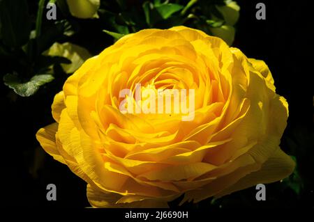 Perse Buttercup, Ranunculus asiticus, floraison à Pruhonice, République tchèque, le 27 avril 2022. (CTK photo/Libor Sojka) Banque D'Images