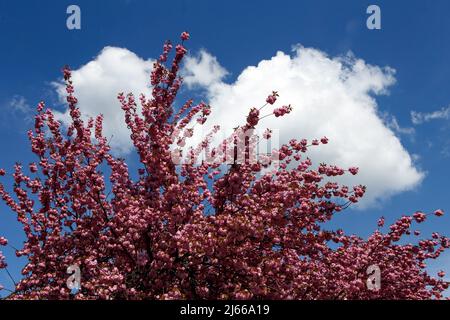 VYNOHRADIV, UKRAINE - le 27 AVRIL 2022 - Un cerisier japonais (sakura) en fleur se distingue par un ciel bleu à Vynohradiv, région de Zakarpattia, weste Banque D'Images