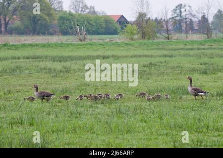 Graugaense (Anser anser) mit Jungtieren, Niedersachsen, Allemagne Banque D'Images