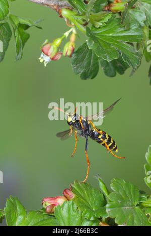 Haus-Feldwespe (Polistes dominula), im Flug, Naturfoto à grande vitesse, zwischen Blaetter der Stachelbeere (Ribes uva-crispa), Siegerland Banque D'Images