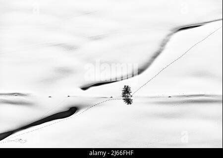 Verkauf von Baum und Tiersuren, Scharzwassertal, Ritzlern, Kleinwalsertal, Vorarlberg, Oesterreich Banque D'Images