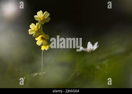 Echte Schluesselblume (Primula veris), Hessen, Allemagne Banque D'Images