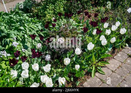 Tulipes rouge foncé bordeaux et blanches Banque D'Images