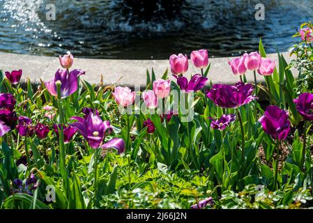 Lit de fleurs de tulipes diverses Banque D'Images