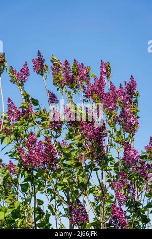 Syringa vulgaris 'Romance' Banque D'Images