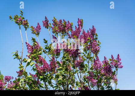 Syringa vulgaris 'Romance' Banque D'Images