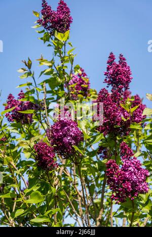 Syringa vulgaris 'Romance' Banque D'Images