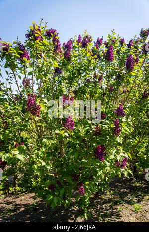 Syringa vulgaris 'Romance' Banque D'Images