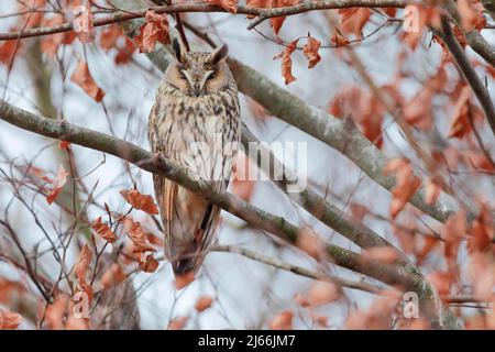 Eine Waldohreule sitzt schlafend im Spaetherbst auf einem Buchenast, Kanton Zuerich, Schweiz Banque D'Images