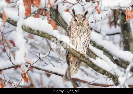 Eine Waldohreule sitzt schlafend auf einem AST in tief verschneiter Buche, Kanton Zuerich, Schweiz Banque D'Images