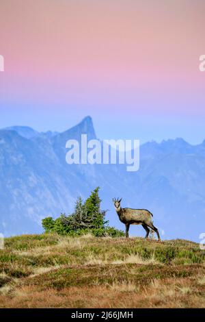 Gaemse, Gemse, Rupicapra Rupikapra, Alpine Chamois, Weibchen, Weibliches SteinWild am Niederhorn mit Stockhorn im hintergrund, 2190 m, Berner Banque D'Images