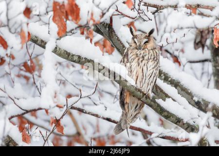 Eine Waldohreule sitzt schlafend auf einem AST in tief verschneiter Buche, Kanton Zuerich, Schweiz Banque D'Images