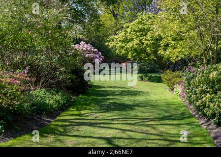 Au printemps, les azalées fleurissent à Battleston Hill, Wisley Garden, Surrey, Angleterre, Royaume-Uni Banque D'Images