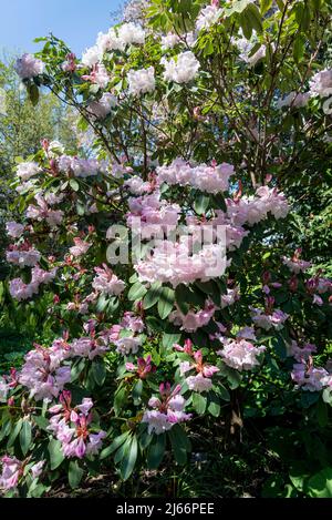 Groupe Rhododendron loderi Banque D'Images