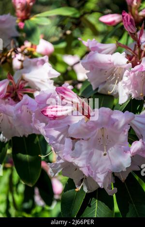 Groupe Rhododendron loderi Banque D'Images