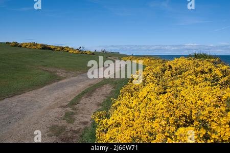 Vue sur le château de Dunstanburgh éloigné vu du chemin côtier menant de Craster au château avec des buissons de gorge en pleine floraison Banque D'Images