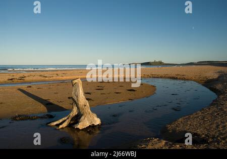 Image paysagée de la plage de Northumbrian avec un tronc d'arbre baisé au soleil et un château de Dunstanburgh éloigné avec une lune au-dessus Banque D'Images