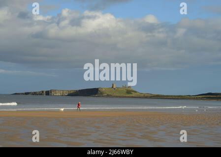 Image paysagée du château de Dunstanburgh prenant la lumière en fin d'après-midi surplombant la plage près d'Embleton avec une seule figure portant rouge avec chien Banque D'Images