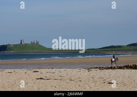 Vue depuis la baie d'Embleton au début de l'été avec un chien de marche sur le rivage et un cheval en premier plan et un château de Dunstanburgh éloigné Banque D'Images