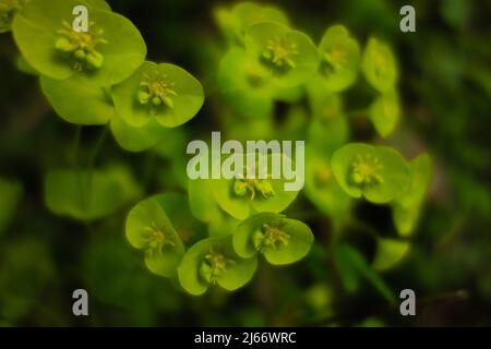 Fleurs d'éperon de bois (Euphorbia amygdaloides) isolées sur un fond vert foncé naturel Banque D'Images