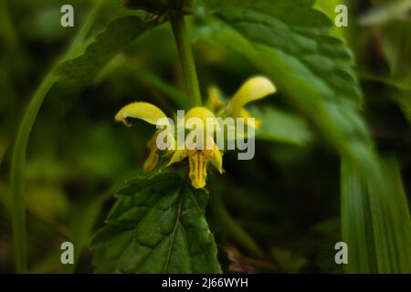 Fleurs de l'archange jaune (Lamium galeobdolona) isolées sur un fond vert naturel Banque D'Images