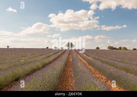 Champs de lavande à Brihuega, province de Guadalajara, Espagne Banque D'Images