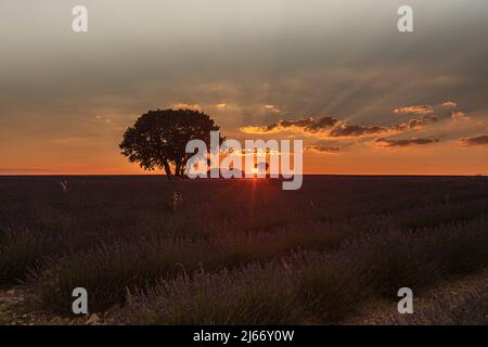 Coucher de soleil dans les champs de lavande à Brihuega, province de Guadalajara, Espagne Banque D'Images