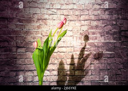 Tulipes avec support de fleur rose devant un mur de brique. La lumière brille sur les fleurs, ce qui projette des ombres dures sur le mur rugueux. Banque D'Images