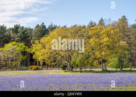 Cloches anglaises cultivées, jacinthoides non-scripta, poussant dans un champ de Norfolk. Banque D'Images