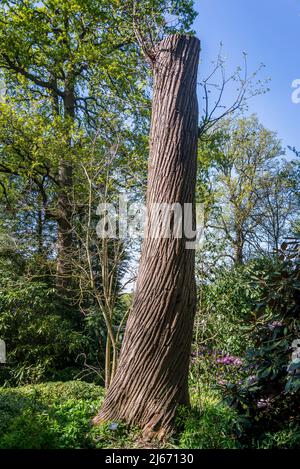 Tronc doux de châtaignier, Castanea sativa Banque D'Images