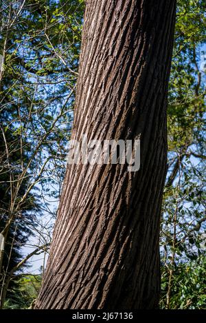 Tronc doux de châtaignier, Castanea sativa Banque D'Images