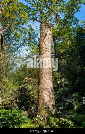 Tronc doux de châtaignier, Castanea sativa Banque D'Images