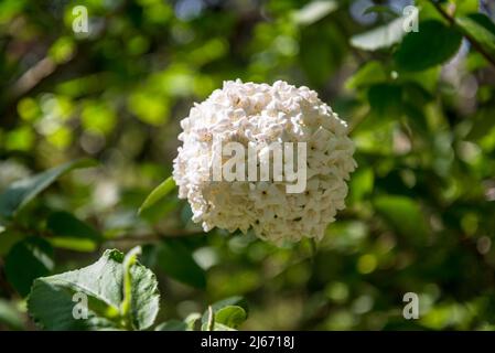 Viburnum × burkwoodii, burkwood viburnum, arbuste semi-vert avec fleurs blanches parfumées Banque D'Images