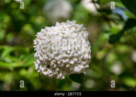 Viburnum × burkwoodii, burkwood viburnum, arbuste semi-vert avec fleurs blanches parfumées Banque D'Images