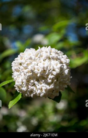 Viburnum × burkwoodii, burkwood viburnum, arbuste semi-vert avec fleurs blanches parfumées Banque D'Images