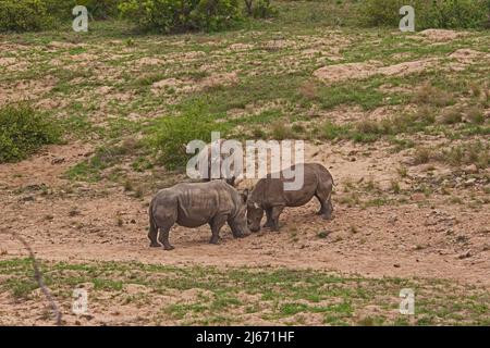 Deux rhinocéros blancs (Ceratotherium simum) se disputent pour combattre dans le parc national Kruger. Les parcs nationaux d'Afrique du Sud déhorn les rhinocéros dans une tentative Banque D'Images