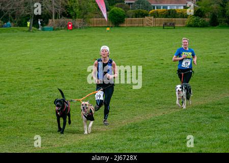 Canicross (course avec chiens) concurrents participant à la course caritative Findon Grand National 10k - Findon, West Sussex, Angleterre, Royaume-Uni. Banque D'Images