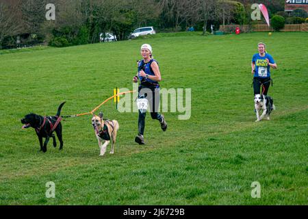 Canicross (course avec chiens) concurrents participant à la course caritative Findon Grand National 10k - Findon, West Sussex, Angleterre, Royaume-Uni. Banque D'Images