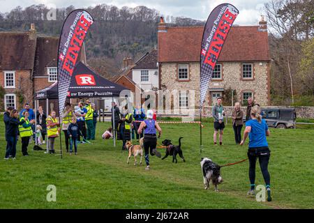 Canicross (course avec chiens) concurrents participant à la course caritative Findon Grand National 10k - Findon, West Sussex, Angleterre, Royaume-Uni. Banque D'Images