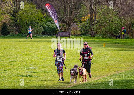 Canicross (course avec chiens) concurrents participant à la course caritative Findon Grand National 10k - Findon, West Sussex, Angleterre, Royaume-Uni. Banque D'Images