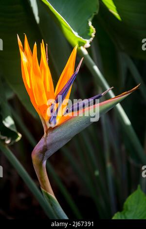 Strelitzia reginae, communément appelée fleur de grue, oiseau de paradis, ou isigude à Nguni Banque D'Images