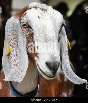 29 mars 2022, Saxe, Lichteneichen/ Mügeln: Sur la ferme biologique de chèvre 'Caprinenhof' de Sven Kloy et son partenaire, le vétérinaire Katja Loßner, il y a un barrage de chèvres laitières anglo-Nubiennes. Près de 90 agneaux de la race de chèvre domestique britannique très leggy, qui sont particulièrement frappants avec leurs longues oreilles de disquettes, ont vu la lumière du jour à la ferme de chèvre au cours des dernières semaines et sont déjà en cavore avec leur troupeau sur la zone extérieure de la ferme par beau temps. Huit semaines ils peuvent être gâtés ici, avant le passage au foin et à l'alimentation concentrée, par leurs mères avec du lait. Sven Kloy et Katja L. Banque D'Images