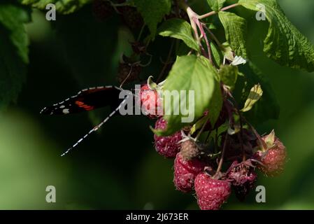 Framboises mûres sur la brousse en gros plan. Une plante aux fruits mûrissant au soleil. Framboises sur la brousse. Banque D'Images