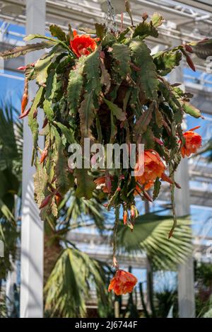 Epiphyllum 'molloko' Banque D'Images