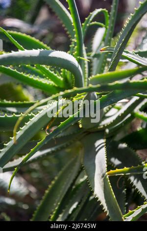 Aloe arborescens à fleurs jaunes Banque D'Images