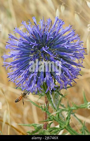 Chardon commun, Echinops adenocaulos Banque D'Images