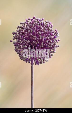 Leek sauvage, Allium amppelloprasum, fleurs Banque D'Images