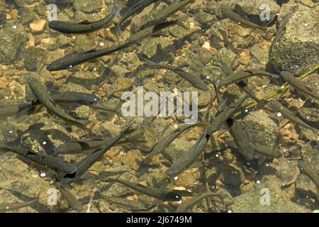 Truite - école de poisson dans un ruisseau Banque D'Images