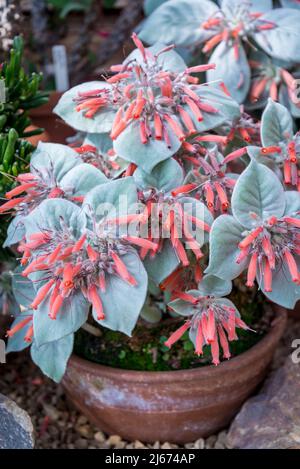 Sinningia canescens, appelé l'edelweiss brésilien, est une espèce de plantes à fleurs du genre Sinningia, originaire du sud-est et du sud du Brésil Banque D'Images