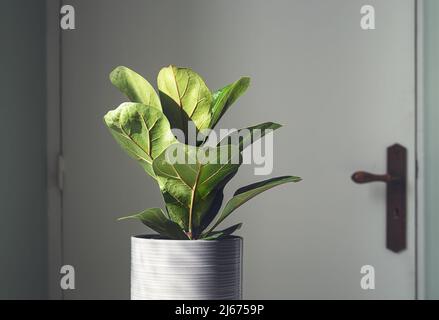 Plante d'origine Ficus lyrata ou Fidle Fig dans la salle à la lumière du jour Banque D'Images